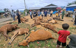 85 người chết và mất tích, cảnh báo nguy cơ lũ quét, sạt lở đất tại Đắk Lắk, Khánh Hòa, Lâm Đồng