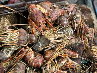 Đắk Lắk: Tôm hùm chết trắng sau lũ, người dân suy sụp