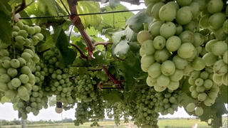 Giữ chân người trẻ ở lại ruộng đồng - Bài cuối: Cần những bệ đỡ từ chính sách