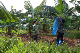 Thoát nghèo nhờ trồng chuối già lùn