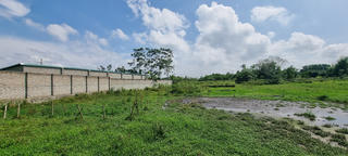 Trại lợn gần khu dân cư xả thải gây ô nhiễm môi trường