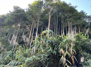 Thí điểm sàn giao dịch carbon: Nhóm ngành phát thải lớn được phân bố hạn ngạch carbon miễn phí