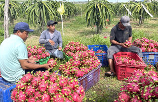 Nông dân vui mừng vì trái cây tăng giá 