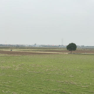 Đồng chiều cuống rạ