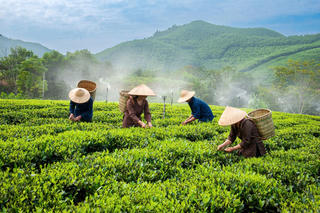 Thái Nguyên: Nông nghiệp và môi trường thúc đẩy giảm nghèo đa chiều
