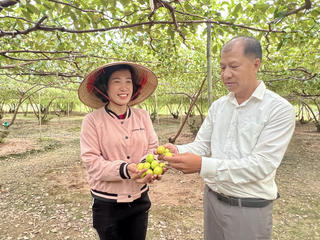 ‘Đổi đời’ nhờ cho táo ‘leo giàn’