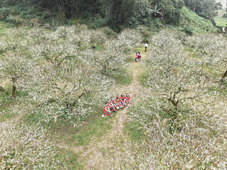 Cao nguyên Mộc Châu bừng sáng mùa hoa Mận sớm