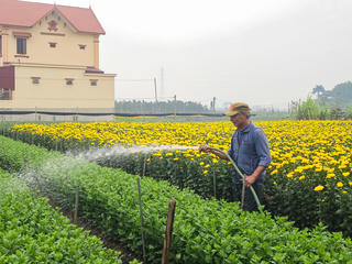 Làng hoa lớn nhất Ninh Bình gượng dậy sau lũ, sẵn sàng cung ứng hoa Tết 2026
