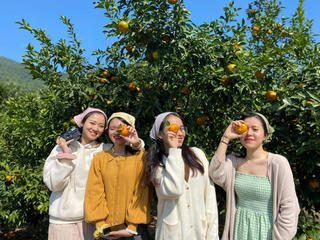 Lễ hội cam ở đặc khu Vân Đồn