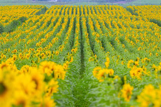 Đồi hoa hướng dương của TH true MILK nở rộ: Mở cửa tham quan tự do từ 16/12, thêm hàng chục điểm check-in tuyệt đẹp