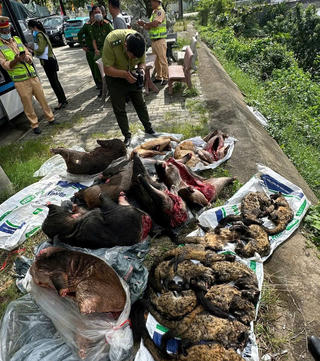 Đà Nẵng: Phát hiện xe khách chở nhiều cá thể động vật rừng đông lạnh không rõ nguồn gốc