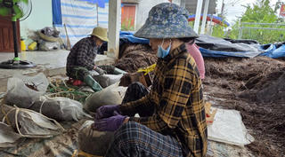 Infographics: Thoát nghèo bằng nghề trồng nấm rơm (phần 2)