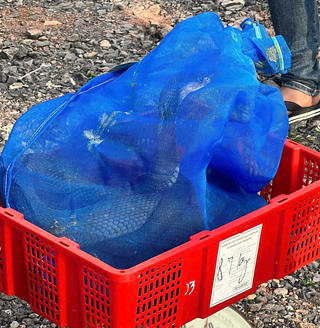 Quảng Trị: Phát hiện gần 1 tấn rắn hổ mang ‘lậu’ đang bốc xếp lên xe ô tô khách