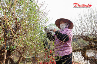 Người trồng đào Nhật Tân tất bật tuốt lá, chuẩn bị cho Tết Nguyên đán