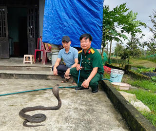 Hơn 670 con rắn hổ mang ‘lậu’ phát hiện ở Quảng Trị hiện được chăm sóc ở đâu?