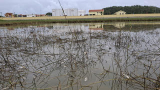 Quảng Ngãi: Vụ sự cố tràn dầu: Huy động 200 cán bộ, khắc phục trước ngày 31/12