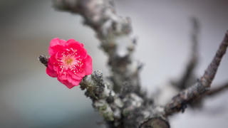 Thủ tướng: Tổ chức Tết Bính Ngọ vui tươi, lành mạnh, an toàn, tiết kiệm