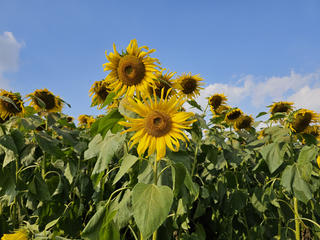 Nghệ An: Đông đảo du khách 'check in' đồi hoa hướng dương ngày đầu năm