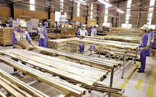 Năm 2026 chuyển lâm nghiệp từ ổn định sang tăng trưởng cao