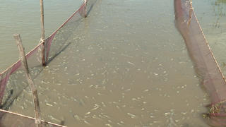 Cá kèo miền Tây tăng giá mạnh vào dịp Tết Dương lịch