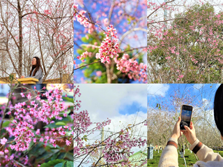 Quảng Ngãi: Măng Đen hút khách du xuân với mùa hoa đào