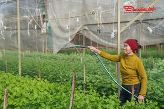 Thủ phủ hoa cúc ở Hà Tĩnh: Nơi tươi tốt, chỗ tan hoang