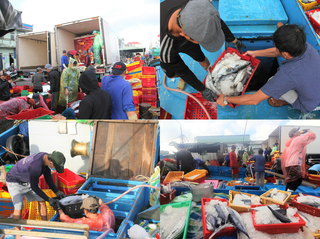 Ngư dân Gia Lai được lộc biển đầu năm mới 2026