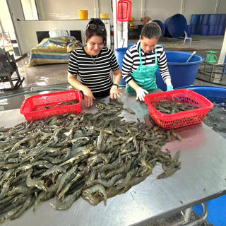 Tôm ở miền Tây tăng giá kỷ lục