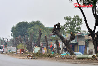 Hà Nội: Chặt hạ, dịch chuyển hàng xà cừ cổ thụ để mở rộng đường 70