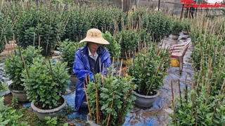 Tất bật tại làng hoa Tết nổi tiếng ở Quảng Trị