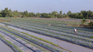 Xóm trồng dưa hấu ở Cà Mau rộn ràng vào vụ Tết