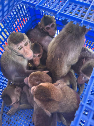 Cao Bằng: Phát hiện vụ vận chuyển hàng trăm cá thể động vật hoang dã