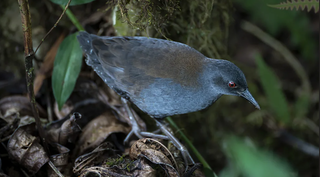 Sau 200 năm, chim “mất tích” đã trở lại Galápagos