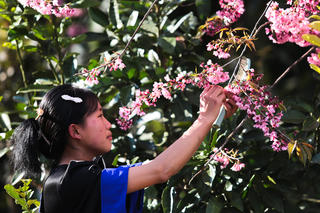 Lai Châu: Khung cảnh bình yên ở bản du lịch cộng đồng Tô Y Phìn