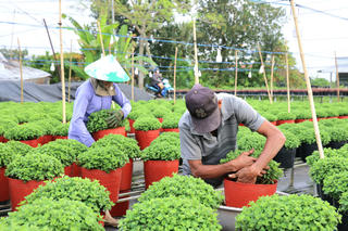 Tăng thu nhập từ nghề lặt chèo bông mùa hoa Tết Đồng Tháp