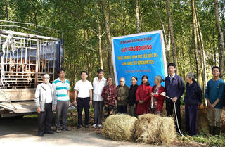 Huế: Hỗ trợ bò giống cho các hộ nghèo, cận nghèo