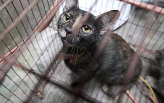 Buôn bán thịt chó, mèo dưới góc nhìn của người trẻ 