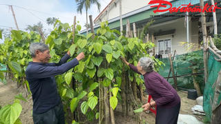 Làng trồng trầu nức tiếng đón đầu vụ Tết