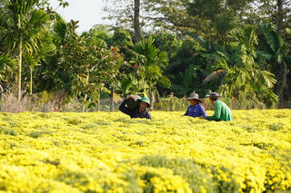 Chính quyền Sa Đéc chung tay hỗ trợ nông dân tiêu thụ hoa Tết nở sớm