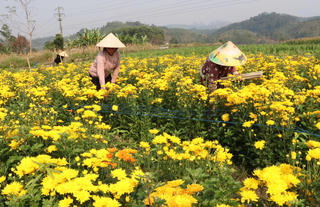 Vùng cao Tuyên Quang: Bếp lửa đang ấm lại