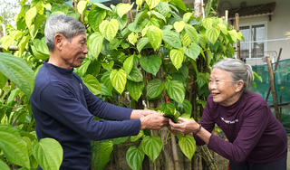 Làng trồng trầu không nức tiếng chuẩn bị cho mùa Tết