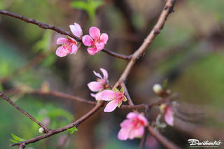 Lịch nghỉ Tết Nguyên đán Bính Ngọ 2026