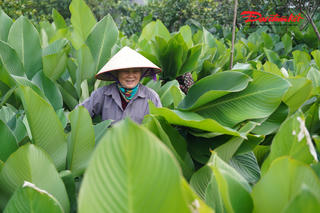 Làng nghề lá dong Tràng Cát vào vụ Tết: Người dân tất bật thu hoạch, rộn ràng mùa bội thu