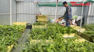 Những vườn rau xanh ngát giữa trùng khơi ở nhà giàn DK1