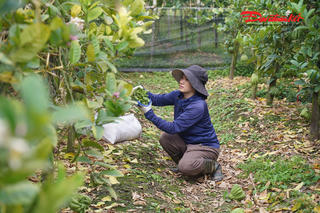 Thủ phủ phật thủ Đắc Sở tất bật vào vụ Tết, nguồn cung giảm do ảnh hưởng bão lũ