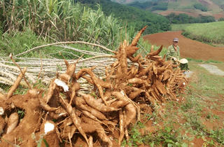Áp lực của ngành sắn