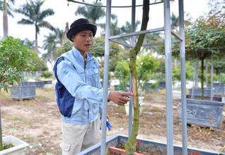 Hà Nội: Hàng nghìn gốc hoa Tết của người bị chặt phá