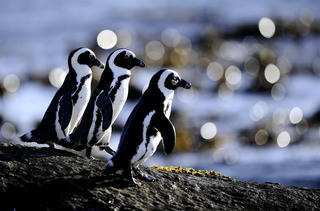 Loài chim cánh cụt duy nhất của châu Phi đang chết đói?