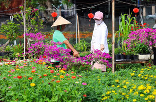 Nhộn nhịp thị trường hoa Tết