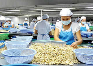 Xuất khẩu hạt điều đạt kỷ lục, vượt ngưỡng 5 tỷ USD